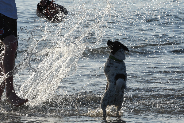 Snorre